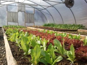 Adawehi Greenhouse