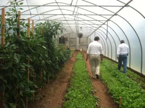 Adawehi Greenhouses