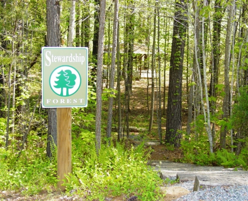 Stewardship Forest at Adawehi