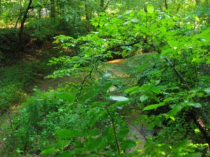 Walking Trails at Adawehi