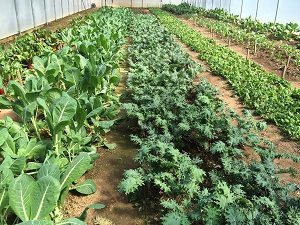 Abundance in our Greenhouses!